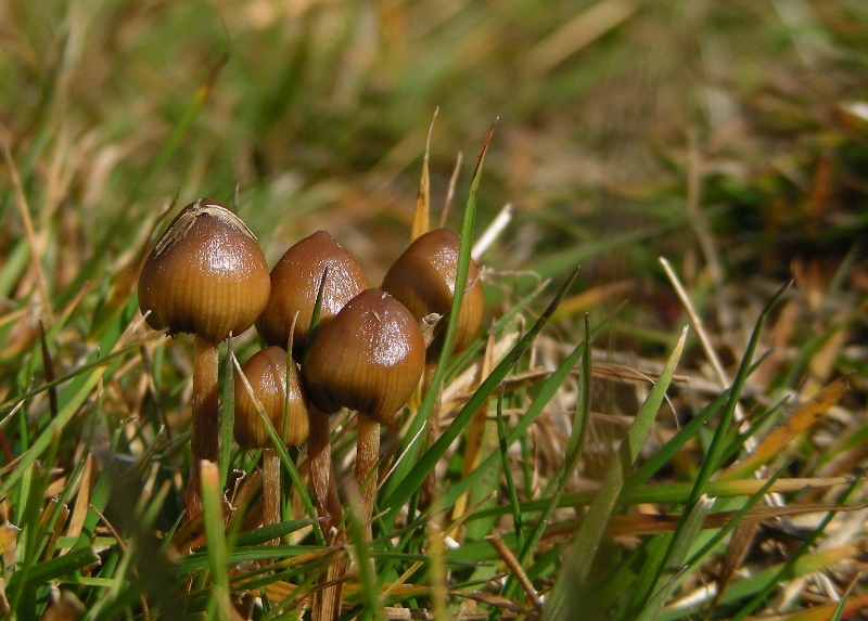 Viva le Hygrocybe!!!